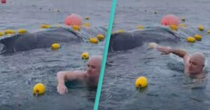 Grupo de amigos enfrentan multas por rescatar a ballena jorobada atrapada en red
