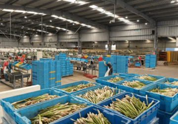 Destaca Sonora en agroexportación