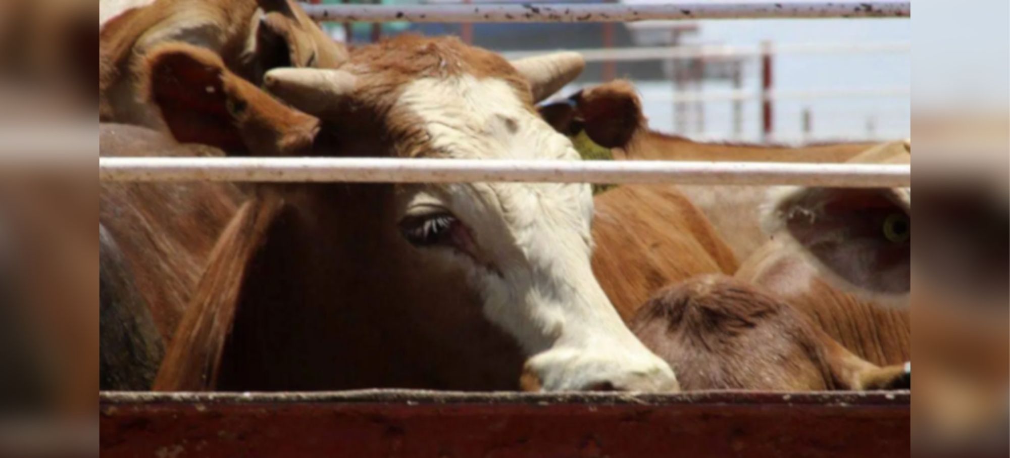 Refuerzan estrategia sanitaria para confirmar ausencia del gusano barrenador en Sonora