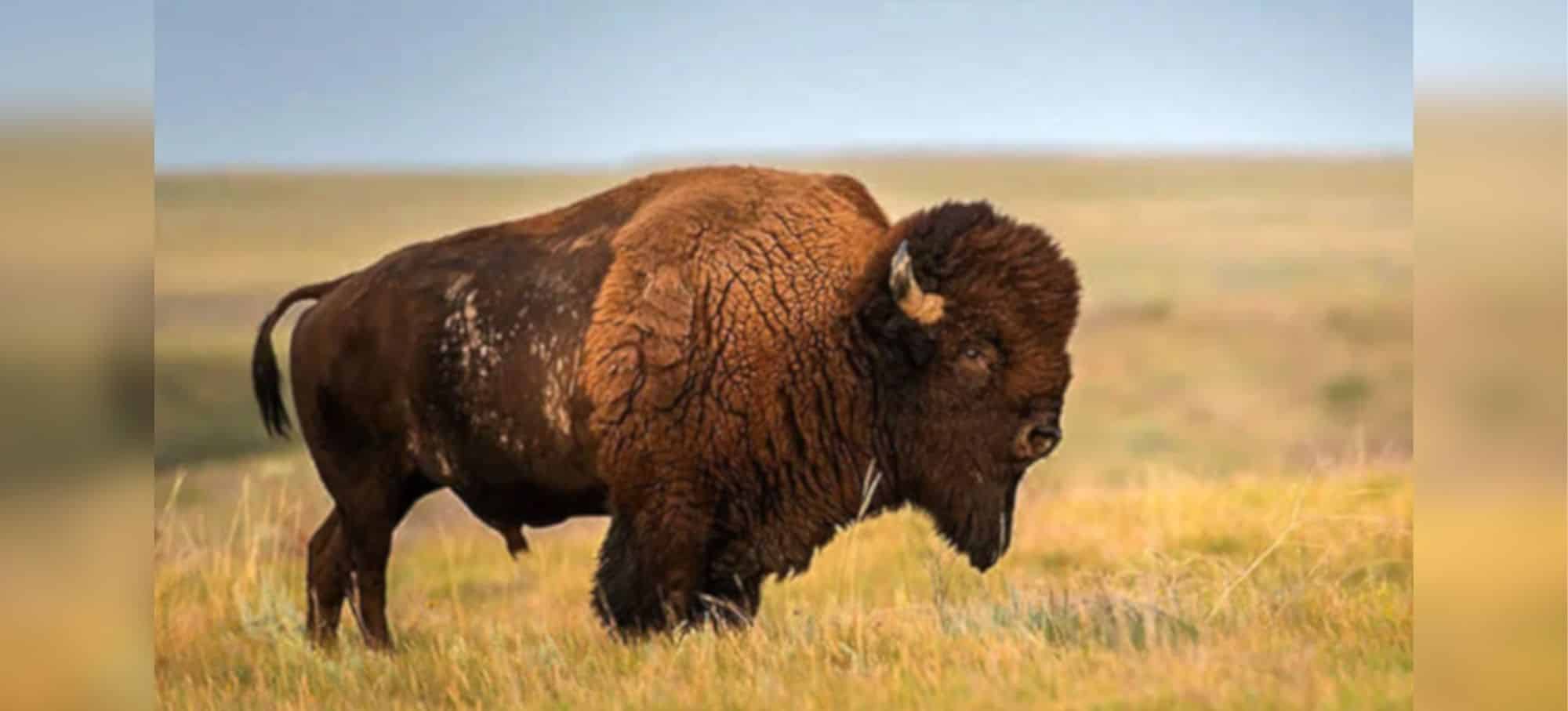 Ubican manada de bisontes en Sonora, en la parte de la sierra cerca de Cananea