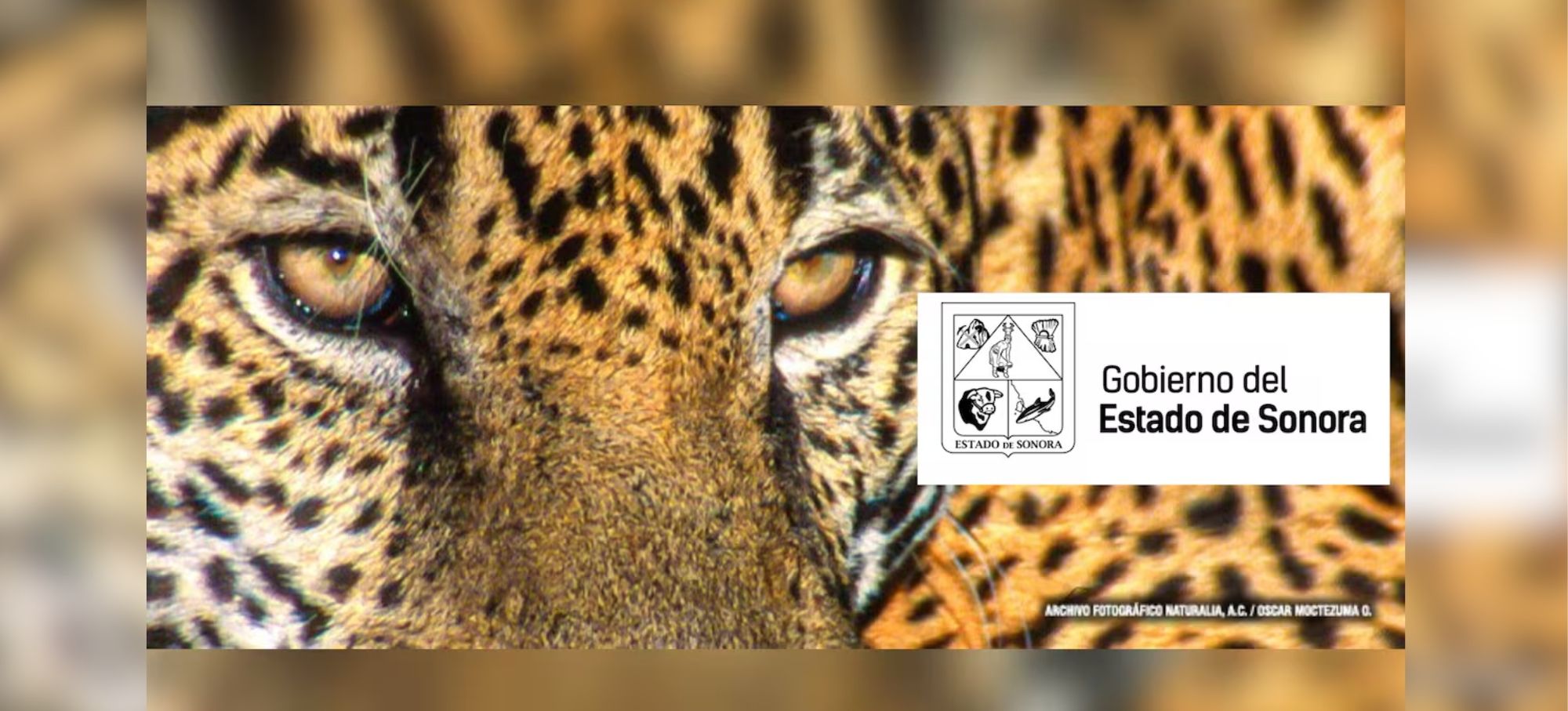 Monitorean 56 especies en riesgo de extinción en Sonora