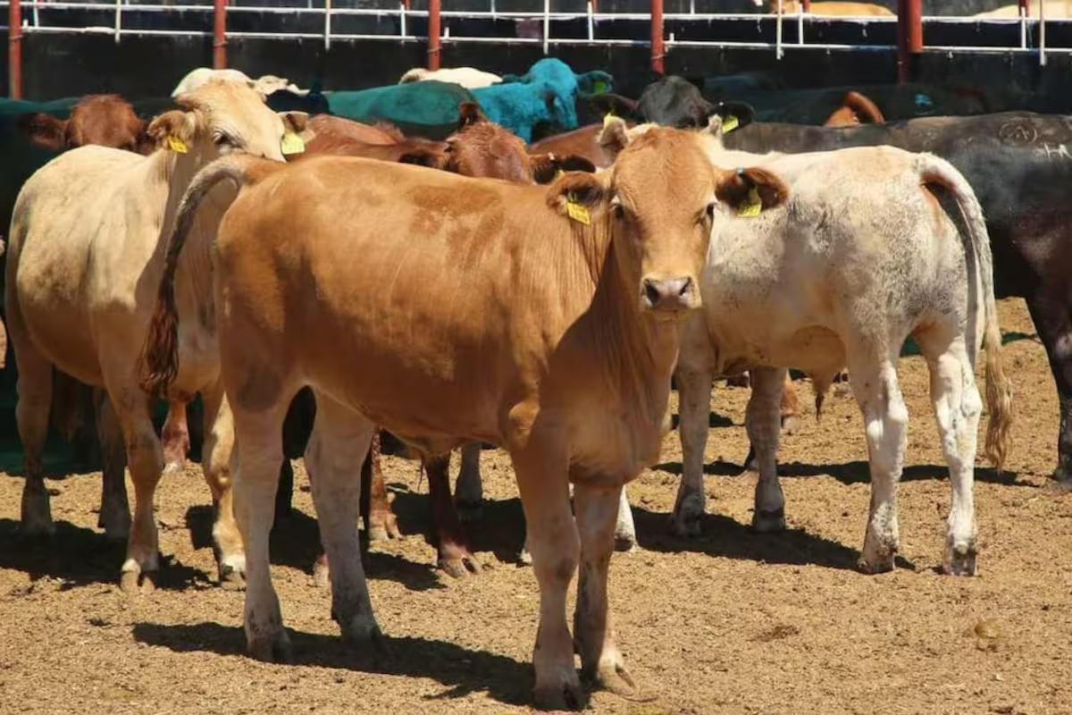 Ganaderos de Sonora pierden entre 75 y 90 millones de dólares por no exportar 150 mil cabezas de ganado a…