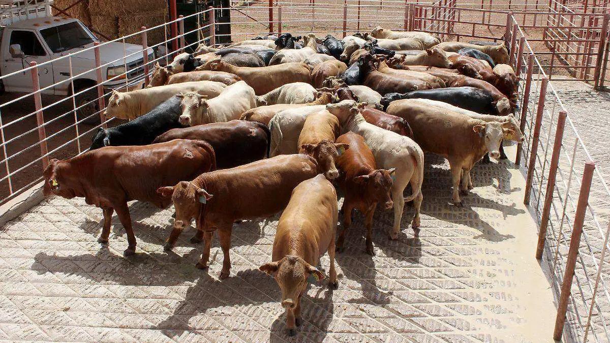 Sonora mantiene estatus sanitario y fortalece mercado nacional de carne: UGRS