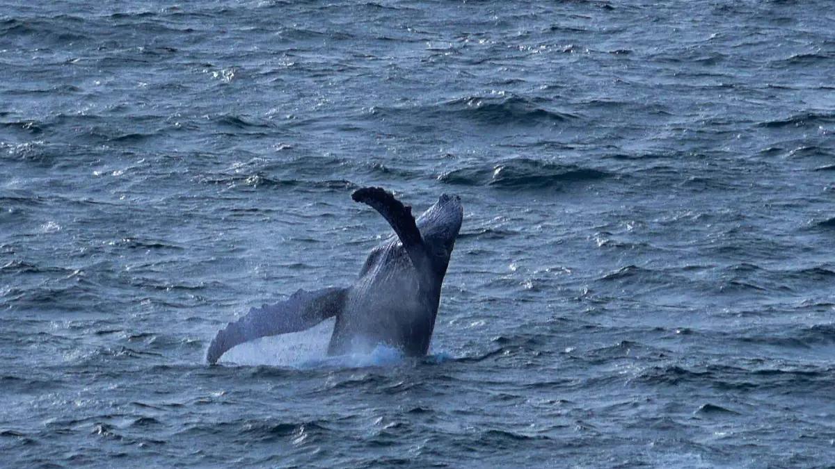 ONG logra frenar paso de buques con gas licuado natural en Sonora para proteger a ballenas