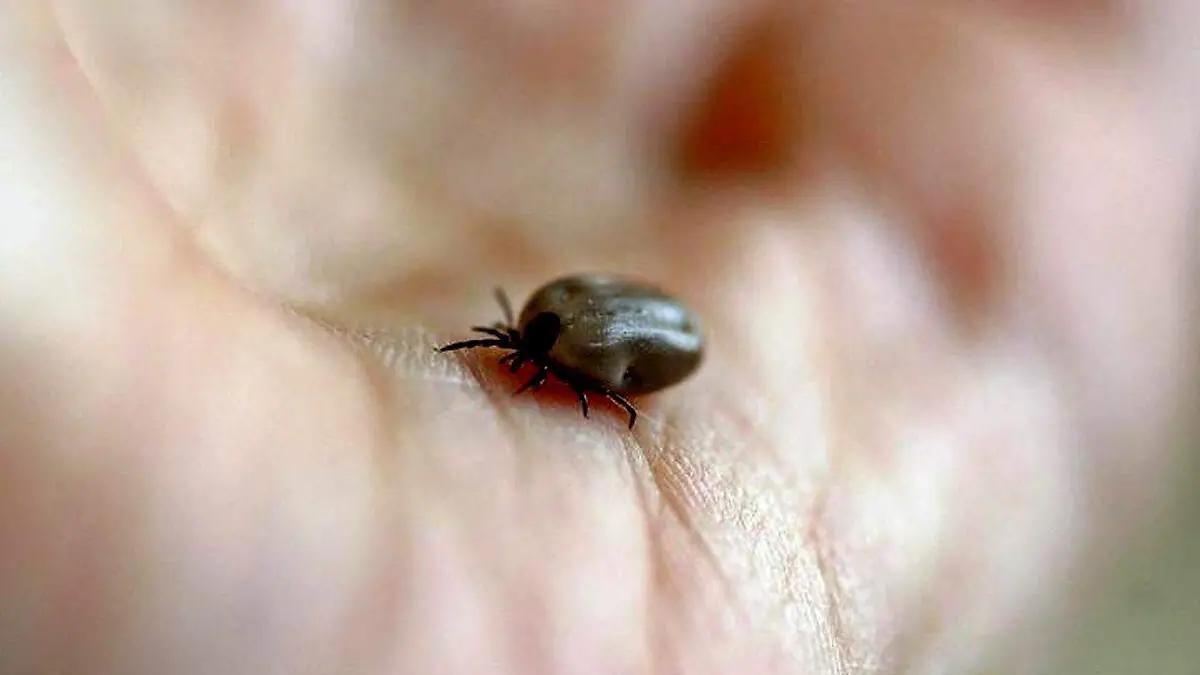 Sonora se mantiene en el top nacional por casos de rickettsiosis durante 2026