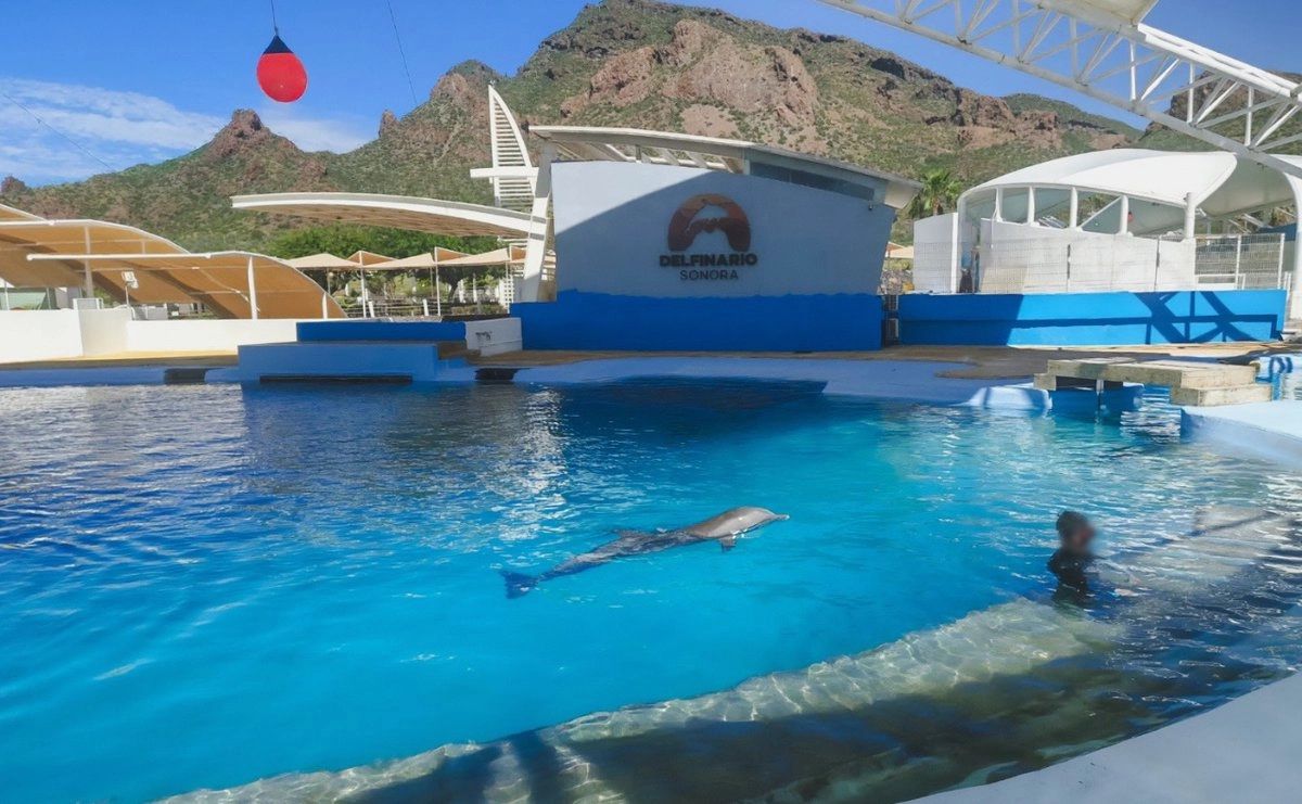 Profepa investiga si desprendimiento de estructura provocó la muerte de la delfín Moana en Sonora