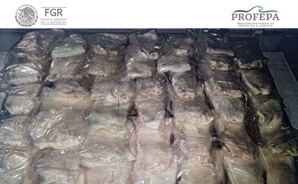 Juez impone cuatro años de prisión a un hombre por tráfico de totoaba en Sonora, especie en peligro de extinción